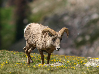bighorn sheep mountain cliff tundra top