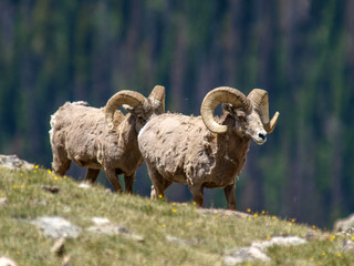 bighorn sheep mountain cliff tundra top