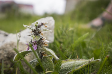 Pianta montana con sfondo sfocato
