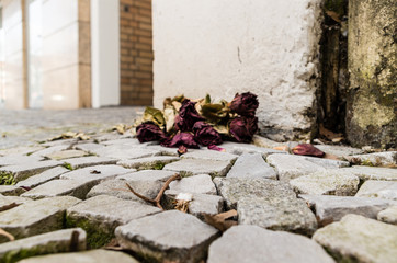 Surface Level of Flowering Plants against Stone Wall