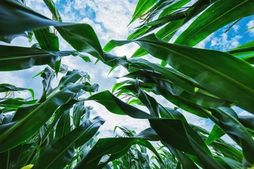 Fotobehang Corn maize crop low angle © Bits and Splits
