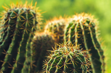Cactus echinopsis tubiflora