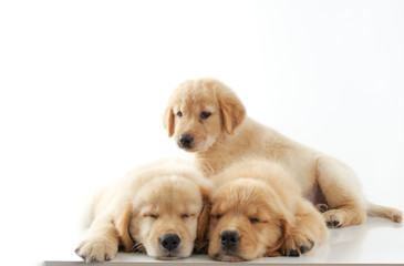 Close up cute puppy golden retivever laying over white background.