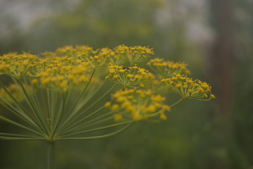 Yellow dill flower. On one sits a black ant. Close-up.