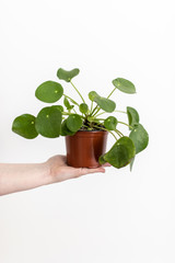 Pilea peperomioides