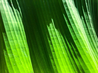 Striped Palm tree leaf in sunlight, close up, background. 