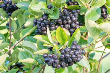 Aronia melanocarpa (black chokeberry) ripe berries on the branch. Closeup.