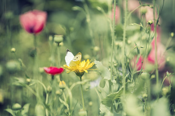 Wildflower garden with butterfly closeup, vintage processing