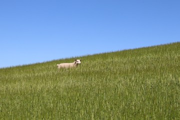 Lost lamb in field of green crops on hillside under blue sky with copy space