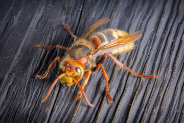Huge European Hornet. Dangerous predatory insect. Close-up.
