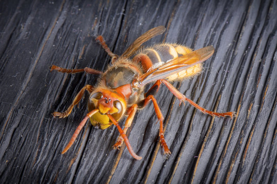 Huge European Hornet. Dangerous predatory insect. Close-up.
