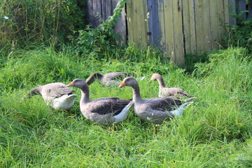 geese walking on the grass