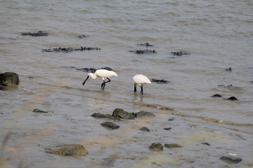 two beautiful white spoonbills foraging in the waterline in the sea in summer