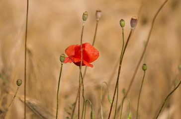 Red poppy in the wheat field