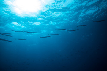 Fototapeta na wymiar group of barracudas