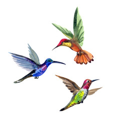 Set of hummingbirds, watercolor drawing on white background isolated with clipping path.