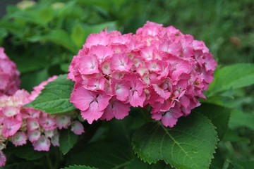 Fototapeta premium 花, ピンク, 庭, 自然, ばら, 花, 植える, 全盛期, サマータイム, 緑, 咲く, とぶ, 美しさ, フローラル, 植物, 葉, 美しい, すごい, 赤, ガーデニング, 色, 愛, 葉, ブッシュ