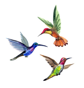 Set of hummingbirds, watercolor drawing on white background isolated with clipping path.