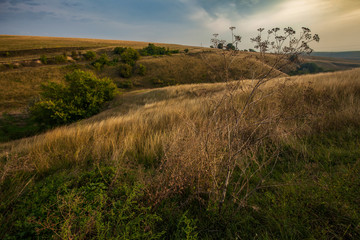 Rural landscape. Blue sky over grass field during summer