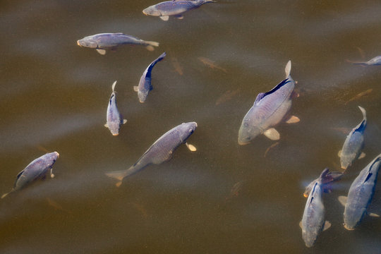 Schwarm Karpfen Wasseroberfl&auml;che Atmen