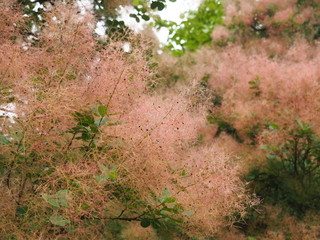 Cotinus coggygria (Rhus cotinus) - European or Eurasian smoketree, smoke tree, smoke bush.