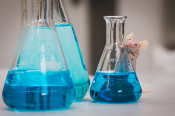 naked mouse in a laboratory setup