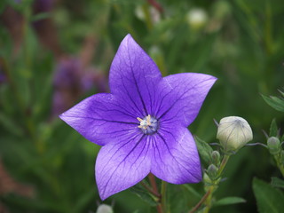 Platycodon grandiflorus 'Astra Blue' - balloon flower or Chinese bellflower