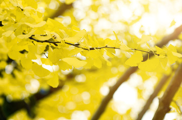 Fully yellow of Ginko autumn leaves with bokeh background.