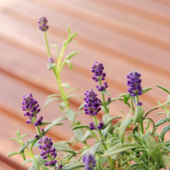 lavender with wooden background