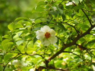 Stewartia pseudocamellia - Korean stewartia, Japanese stewartia or deciduous camellia blooming in the park, Poland.