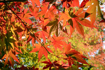 Early in Autumn with red Japanese maple leaves background.