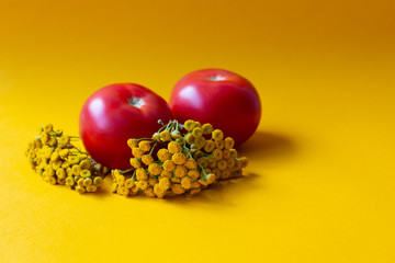 two tomatoes on a bouquet of yellow small tansy flowers on a yellow background