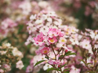 Rosa 'Ballerina' in full bloom.