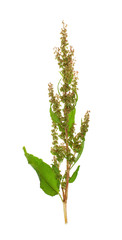The horseradish plant with seeds on white background