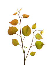 Sprig of Linden with young red leaves on a white background