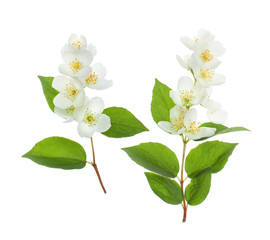 Obraz premium Jasmine sprig on white background
