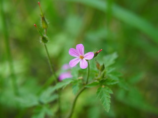 Geranium robertianum - Herb-Robert, Red Robin, Death come quickly, Storksbill, Fox geranium, Stinking Bob, Crow's Foot Roberts Geranium.