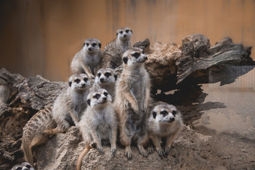 few lovely meerkats sitting or standing, looking at the others, really cute adorable favorite animals