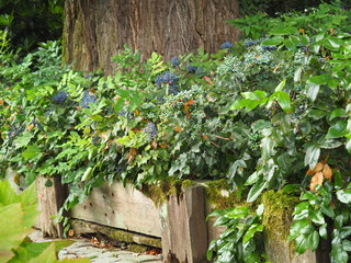 Naklejka na ściany i meble Mahonia aquifolium - Oregon grape