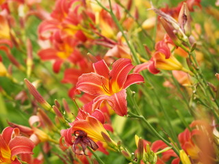 Red flowers of Hemerocallis - daylily 'Premier'