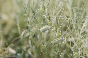 Grass pea (Lathyrus sativus) pods