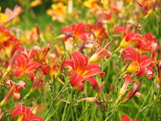 Red flowers of Hemerocallis - daylily 'Premier'