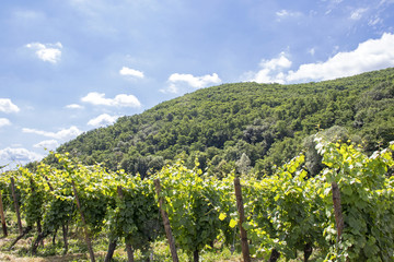 Fototapeta na wymiar Kaysersberg. Vignoble alsacien, Haut-Rhin, Alsace. Grand Est