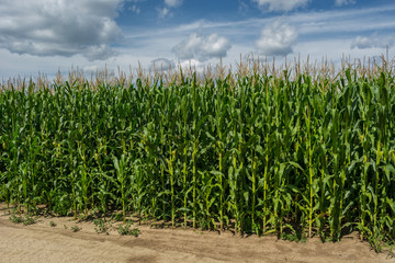 Obraz premium field of young, tall, green corn, in the phase of the formation of the rock