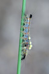 Caterpillar of Rusty Tussock Moth, Orgyia antiqua