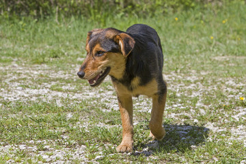Kroatischer Strassenhund