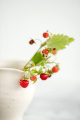 forest berries with leaves