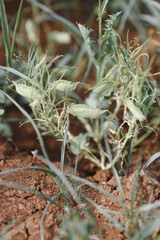 Grass pea (Lathyrus sativus) pods