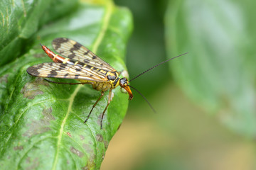 Skorpionsfliege 2