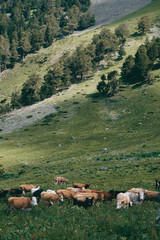 Fototapeta na wymiar cows herd stands in the mountain meadow at green hill background